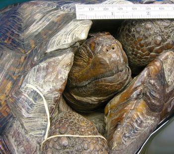 Media type: image; Herpetology R-40003